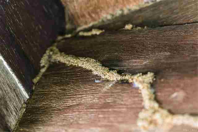 白蚁防治
